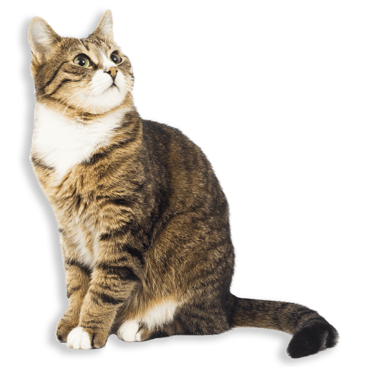 experienced cat sitter-min-min