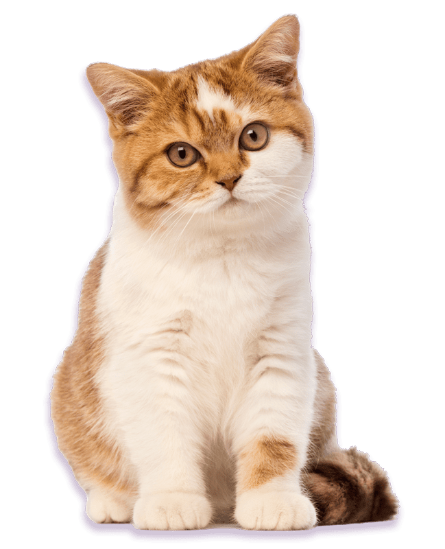 stockport-friendly-julie-cat-sitter-min
